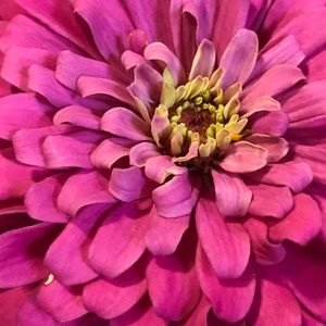 Meet your Posher, Ann